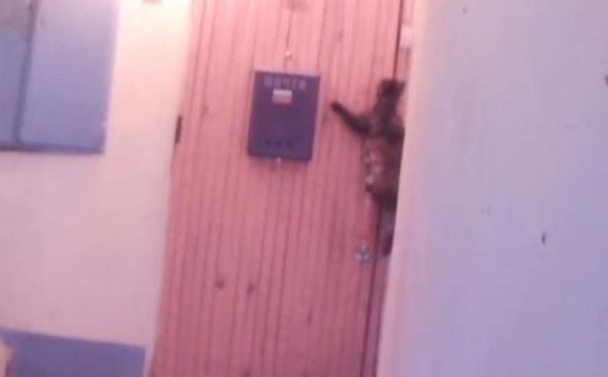 Hit društvenih mreža: Mačka zvoni na vrata kada se vrati iz šetnje