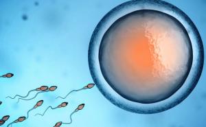 Kako pronađu put do jajne stanice: Spermiji su i dalje enigma za naučnike