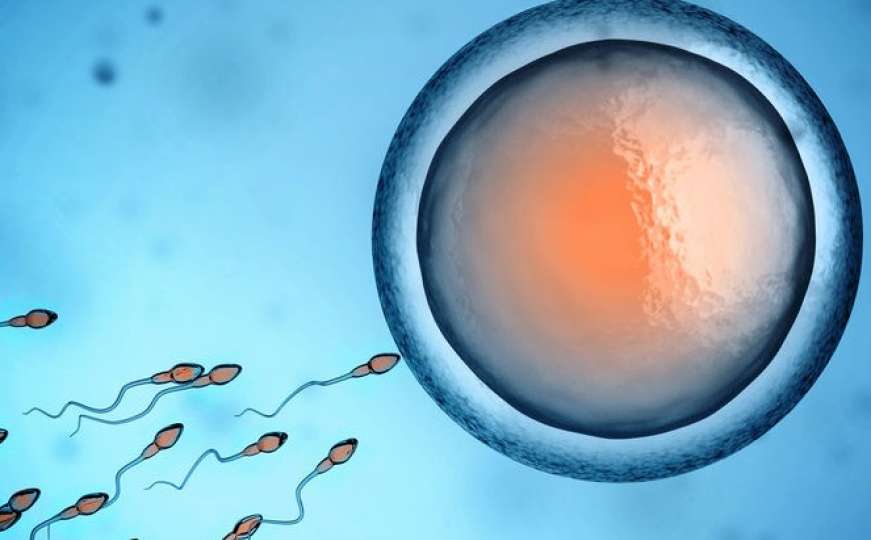 Kako pronađu put do jajne stanice: Spermiji su i dalje enigma za naučnike