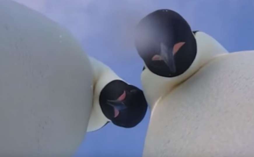 Pingvini pronašli kameru i "snimili" kratak selfie video