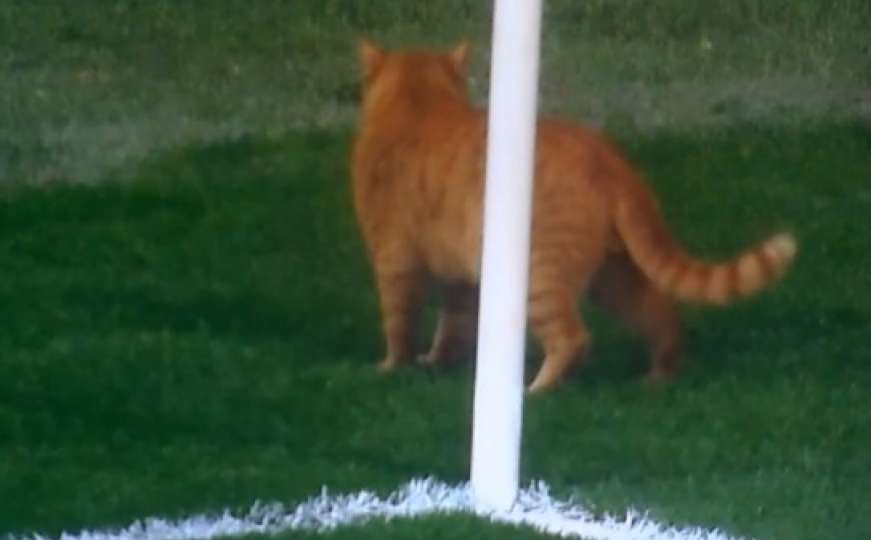 Mačka nakratko prekinula utakmicu u Istanbulu