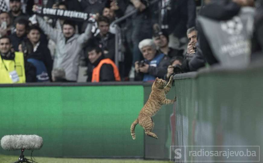 UEFA kaznila Bešiktaš zbog mačke koja je prekinula utakmicu