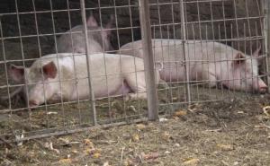 Svinje u Srbiji raskomadale muškarca 