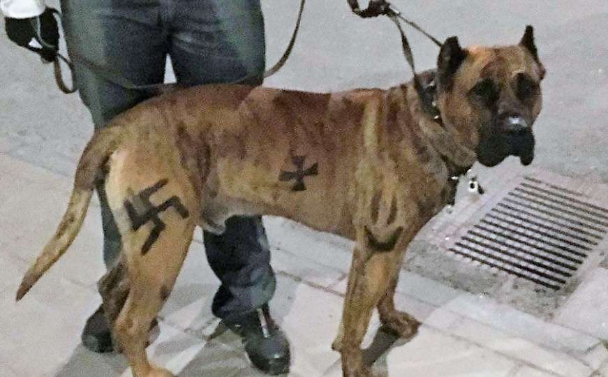 Stockholm: Nacrtao kukasti križ na psu i dobio kaznu od 1.300 eura 