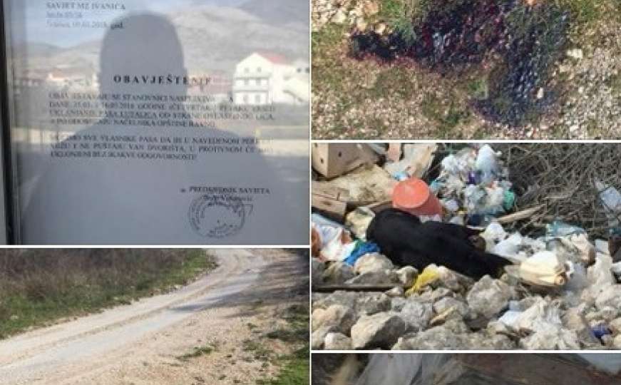 Uznemirujuće fotografije: Općina Ravno naložila uklanjanje pasa lutalica 