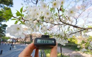 U Tokiju trešnje oglasile dolazak proljeća