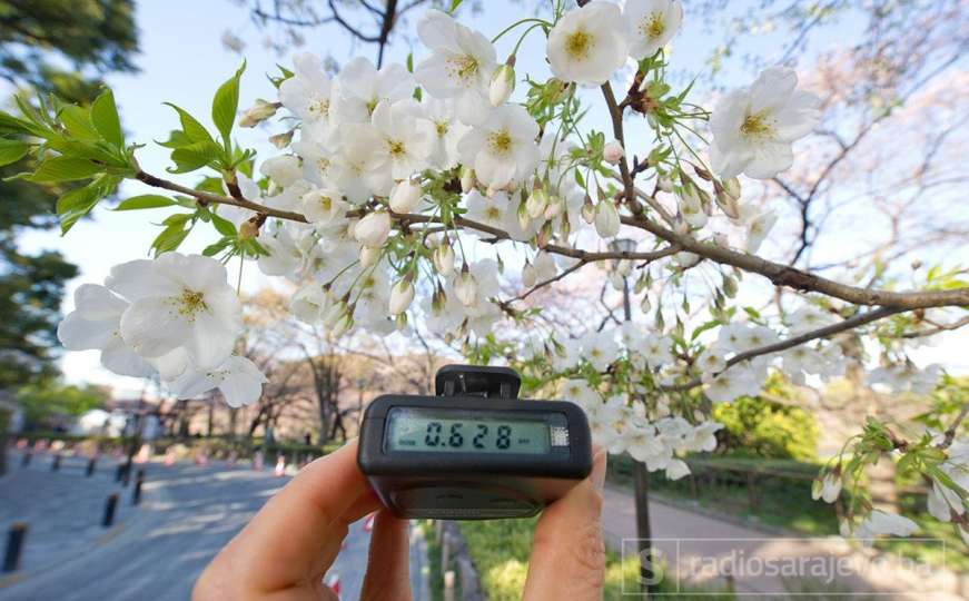 U Tokiju trešnje oglasile dolazak proljeća