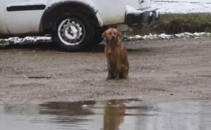 Srceparajući detalj s poplava: Pas Žućka uzalud cvilila i dozivala svoje štene 