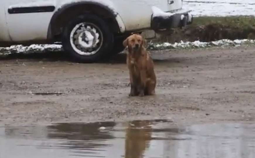 Srceparajući detalj s poplava: Pas Žućka uzalud cvilila i dozivala svoje štene 