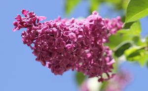 Danas u 17:15 sati počinje proljeće 