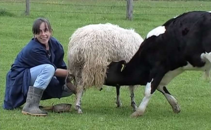 Neobična farmerska priča: Samo u BiH tele doji ovcu