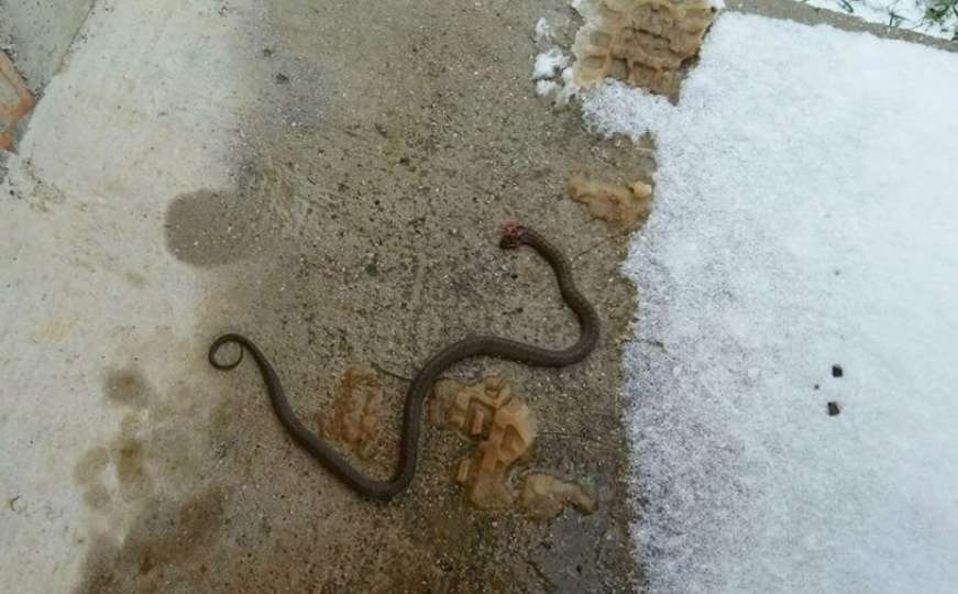 Radnici VIK-a tokom radova u Sarajevu pronašli zmiju u šahtu