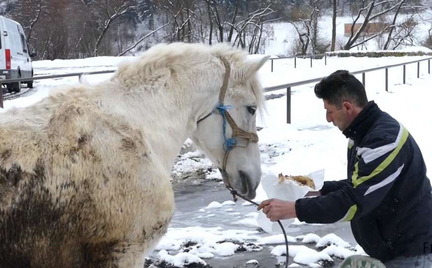Neobične bh. životinje: Konj Zekan iz Travnika jede ćevape 