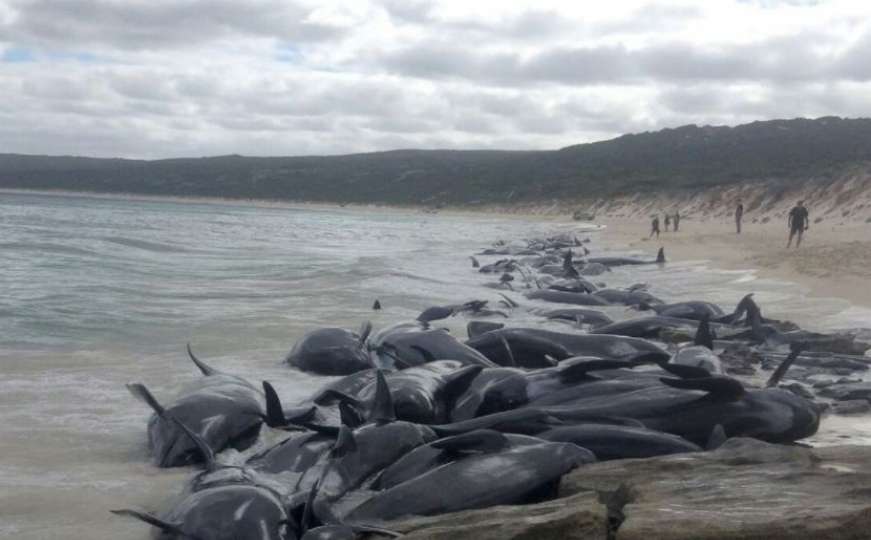 Nasukano 150 kitova na obali Australije