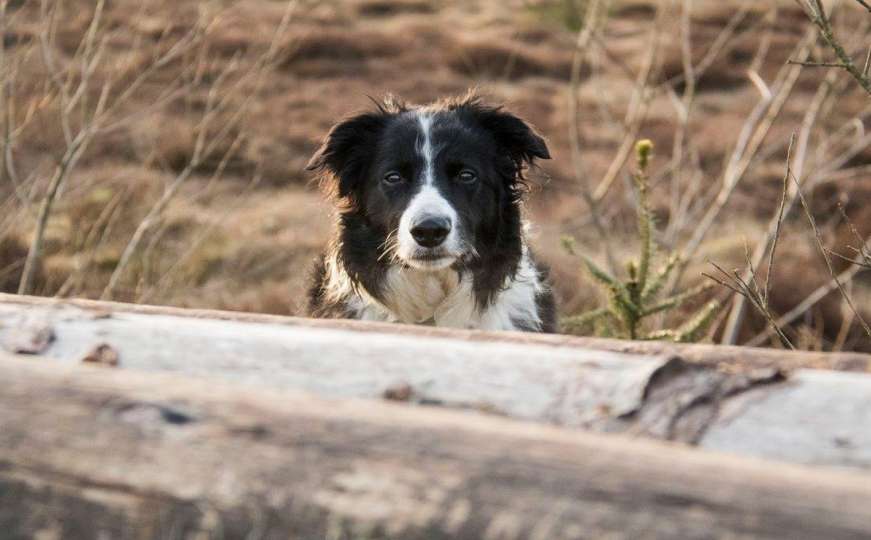 Dogs Trust o uništavanju pasa lutalica u Ravnom: Sankcionisati nehumani čin