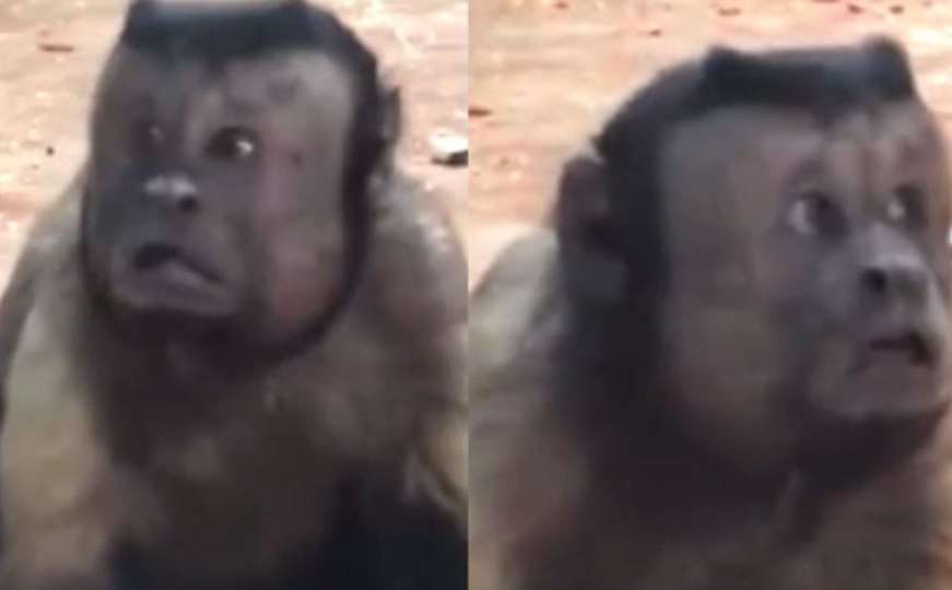 Kina: Majmun s likom čovjeka postao hit društvenih mreža