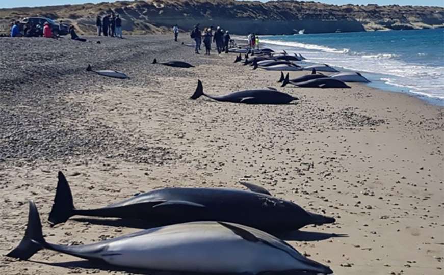 U Argentini se nasukao 61 delfin, dvanaest ih spašeno