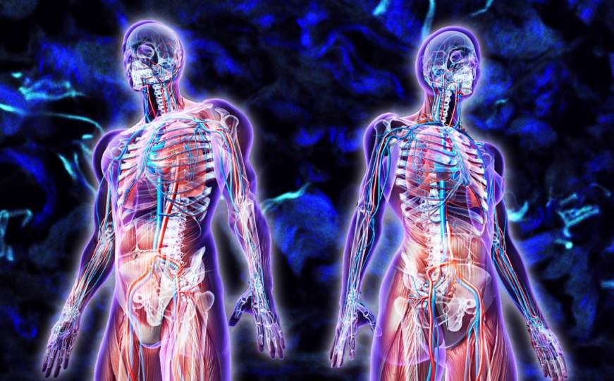 Naučnici u New Yorku otkrili novi organ u ljudskom tijelu
