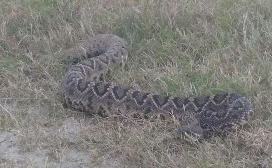 Florida: Žena snimila iznenadni susret sa otrovnom zmijom