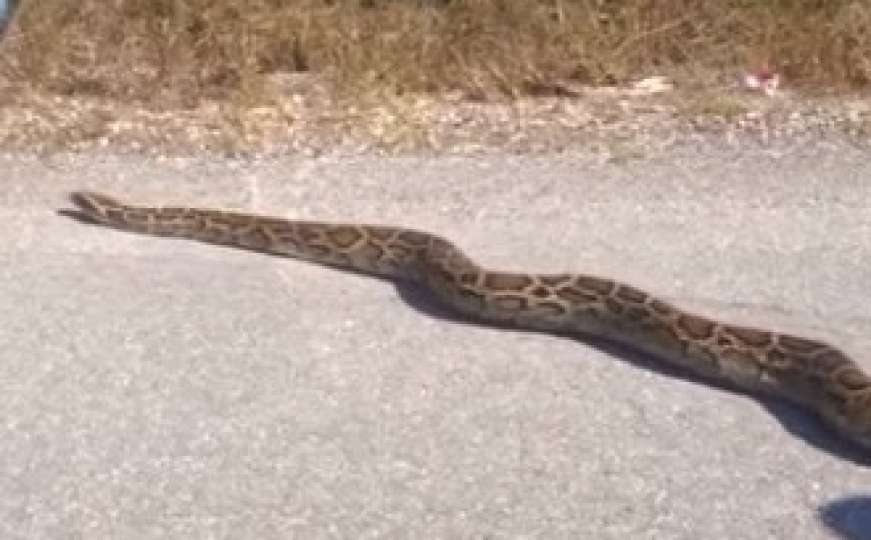 Florida: Velika zmija puzala cestom u blizini požara (VIDEO)