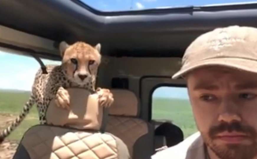 Nesvakidašnje iskustvo: Gepard uskočio u vozilo porodice na safariju