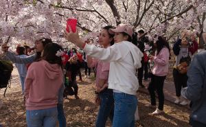 Kina: Doček proljeća ispod procvalih behara trešnje