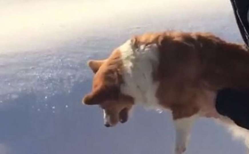 Snimak postao hit: Je li moguće da je neko psa pokušao izbaciti iz aviona 
