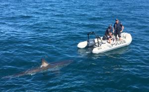 Australija: Velika bijela ajkula proganjala policijski čamac