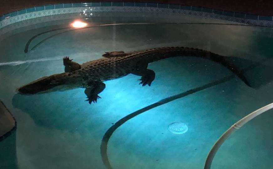 Florida: Ogromnog aligatora izvadili iz bazena ispred porodične kuće