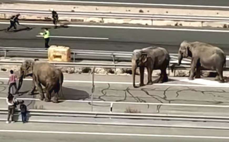 Nevjerovatna nesreća u Španiji: Slonovi trčali po autoputu, jedan preminuo