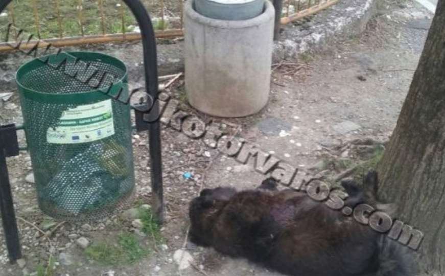 Kotor Varoš: Mrtvi psi razbacani na ulicama 