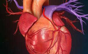 Naučnici prvi put u laboratoriji uzgojili srce koje kuca