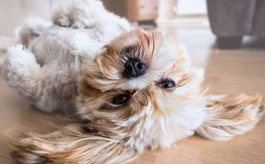 Stručnjaci tvrde: Psi ipak ne vole kad ih se mazi po stomaku