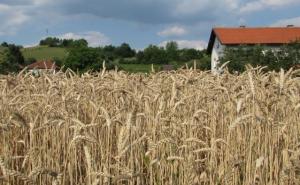 Udruženje poljoprivrednika FBiH: Pravilno rasporediti umanjene poticaje