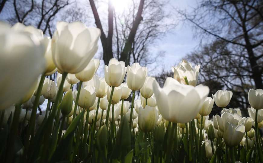 U Stambolu na Bosforu: U ljepotama tulipana uživaju i građani i turisti