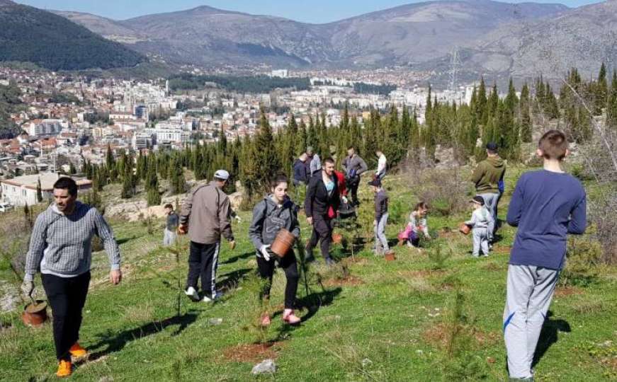 Akcija pošumljavanja u Mostaru: Volonteri posadili 4500 sadnica