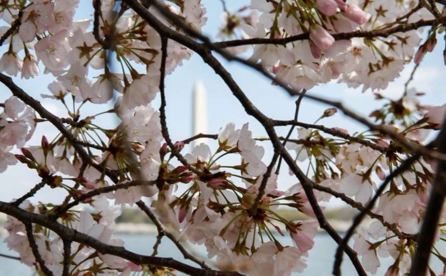 Veličanstveni prizori: Nacionalni festival cvijeta trešnje u Washingtonu
