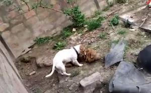 Horor u Hrvatskoj: Pas jede drugog psa!