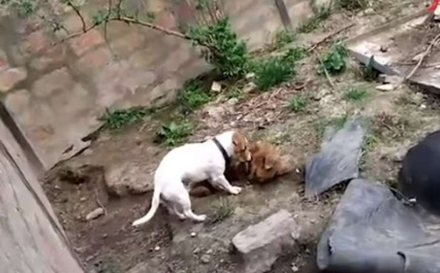 Horor u Hrvatskoj: Pas jede drugog psa!