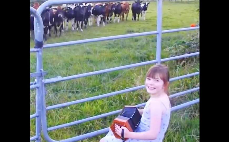 Djevojčica sviranjem harmonike priziva i hipnotizira stado krava