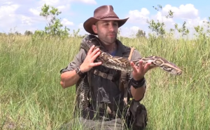 Rekordan okot pitona, najveće leglo ove invanzivne vrste 