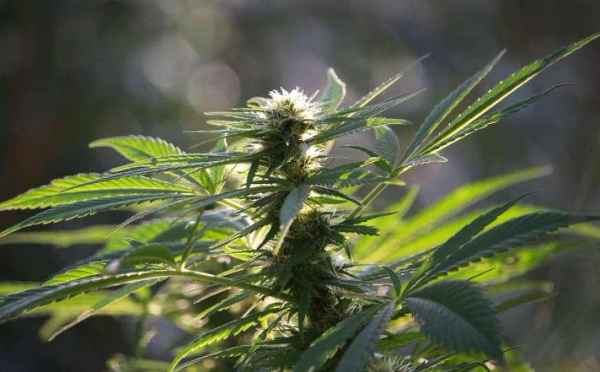 Na graničnom prijelazu Deleuša otkriveno oko 22 kilograma marihuane