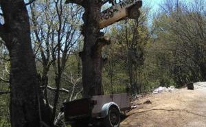 Leteći auto: Kad Murga završi na grani