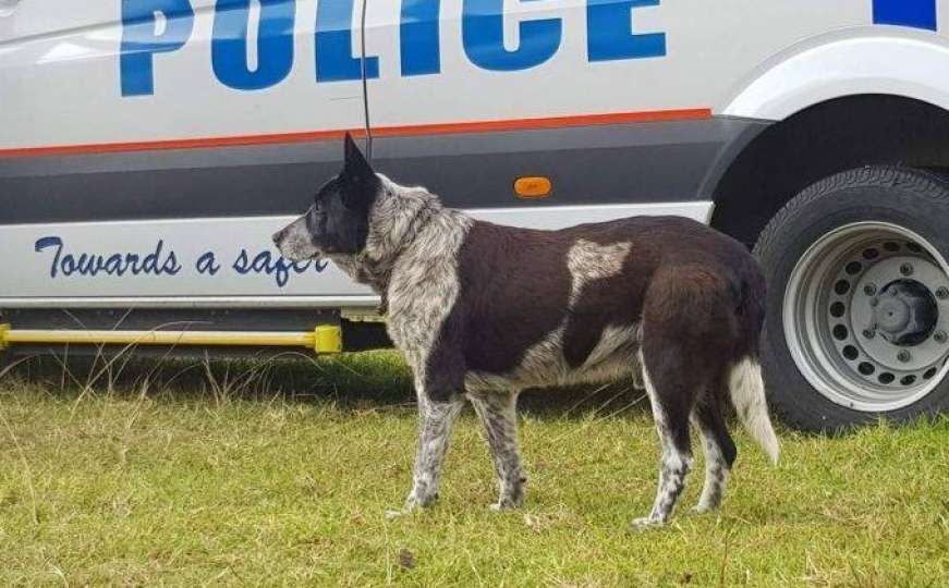 Australija: Ostarjeli pas čuvao trogodišnju djevojčicu izgubljenu u divljini
