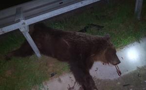Automobil usmrtio medvjeda na autocesti kod Kaknja, građani zabrinuti