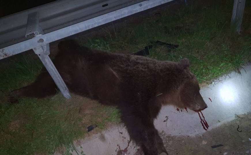Automobil usmrtio medvjeda na autocesti kod Kaknja, građani zabrinuti