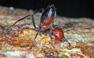 Naučnici u Aziji otkrili novu vrstu "eksplodirajućih mrava"