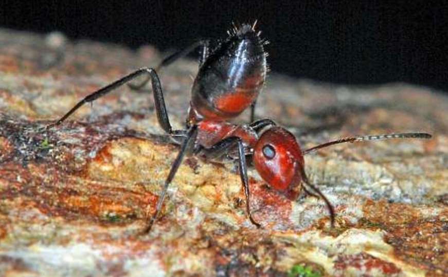 Naučnici u Aziji otkrili novu vrstu "eksplodirajućih mrava"