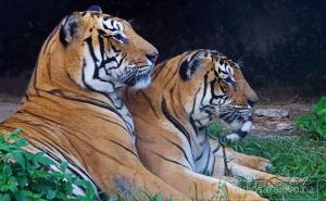 Četiri rijetka tigra uginula u istom mjesecu u Nepalu
