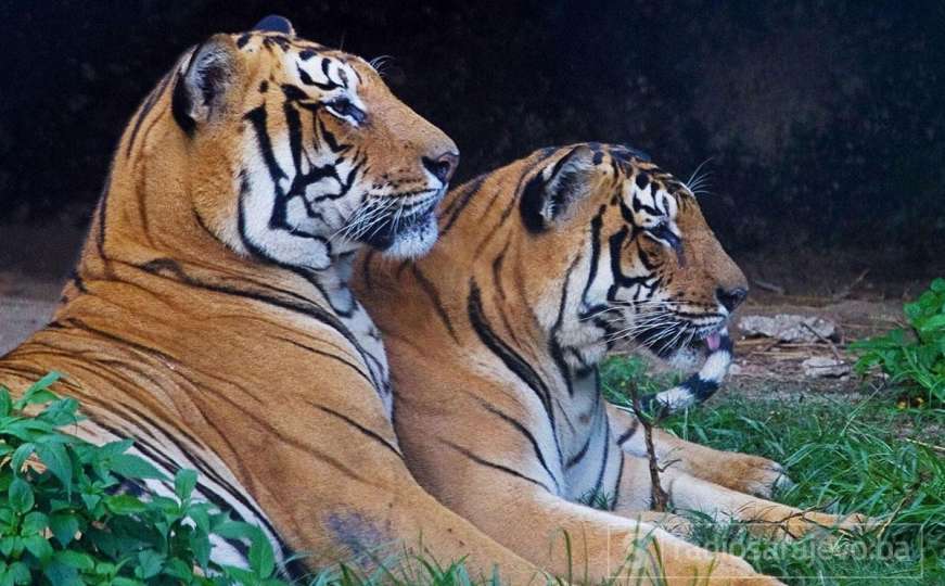 Četiri rijetka tigra uginula u istom mjesecu u Nepalu